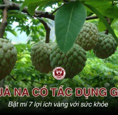 Quả na có tác dụng gì? Bật mí 7 lợi ích vàng với sức khỏe 
